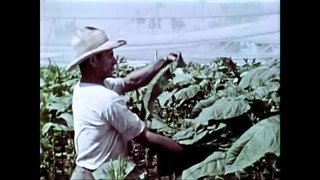 Sigarette Elettroniche 1